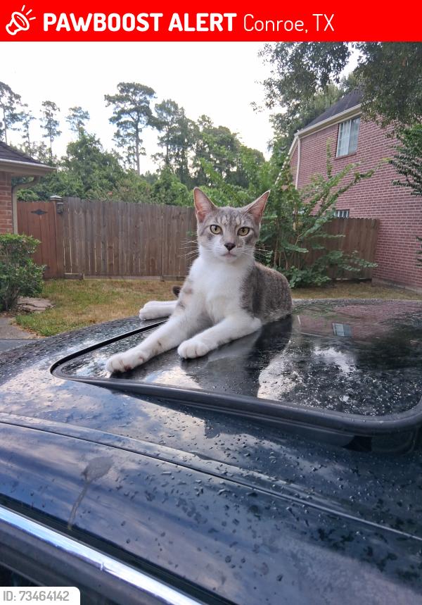 Lost Male Cat last seen Canterbury Court and North Rivershire Drive, Conroe, TX 77304