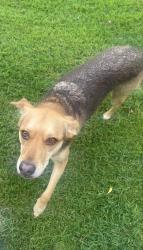 Found/Stray Male Dog last seen Bellview church, Spartanburg County, SC 29388