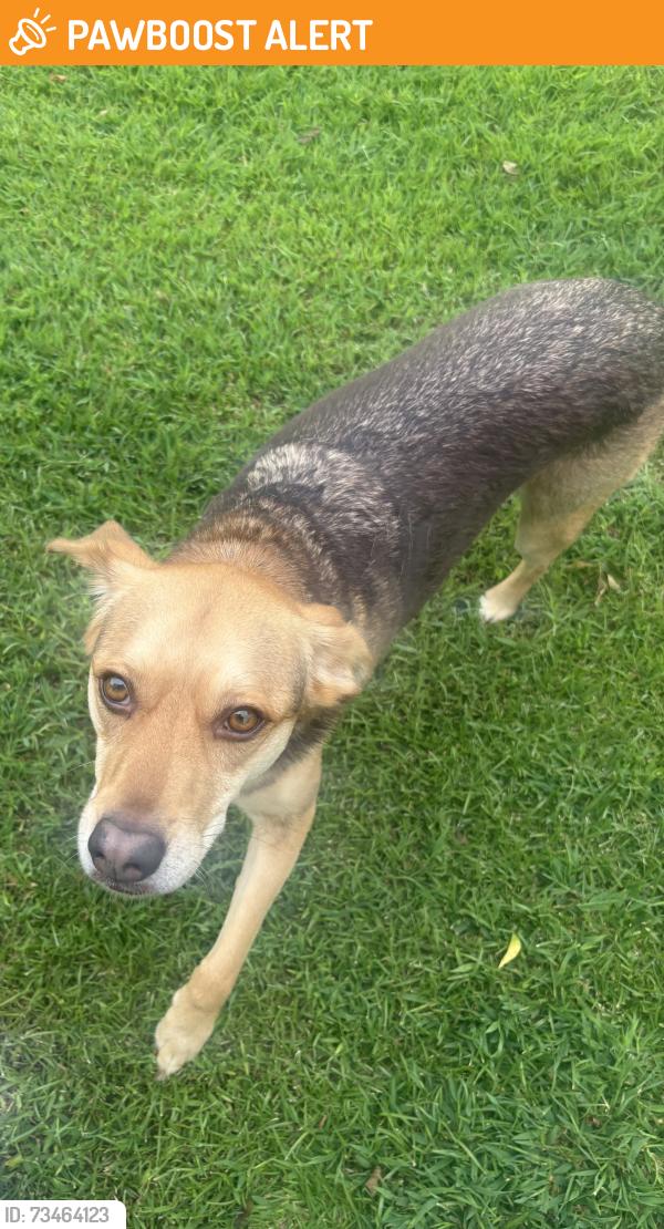 Found/Stray Male Dog last seen Bellview church, Spartanburg County, SC 29388