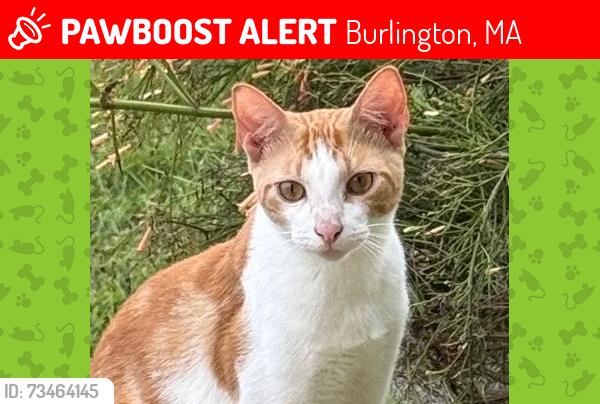 Lost Male Cat last seen Cambridge Road 3A, Burlington, MA 01803