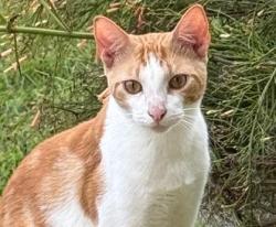 Lost Male Cat last seen Cambridge Road 3A, Burlington, MA 01803