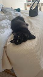 Reunited Female Cat last seen In our home on garland drive, Raleigh, NC 27606