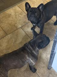 Lost Male Dog last seen Swanson Rd, Ringgold, GA 30736