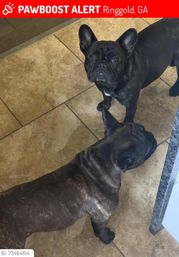 Lost Male Dog last seen Swanson Rd, Ringgold, GA 30736