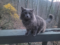 Reunited Male Cat last seen Hamburg road, Mars Hill, NC 28754