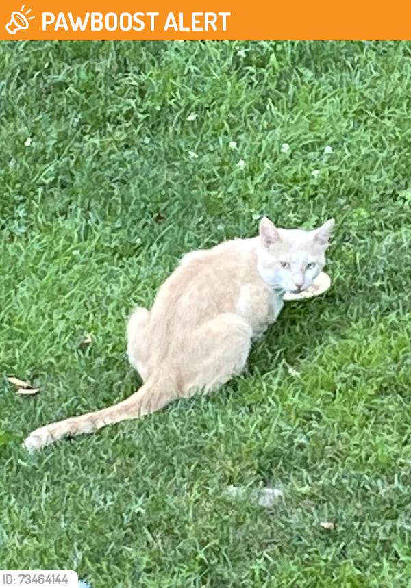 Found/Stray Male Cat last seen W. Kings Hwy, Old Wilmington Rd, Nevins Way, West Caln Township, PA 19320