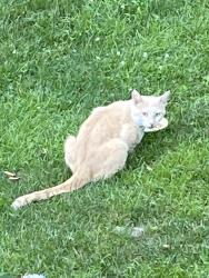 Found/Stray Male Cat last seen W. Kings Hwy, Old Wilmington Rd, Nevins Way, West Caln Township, PA 19320