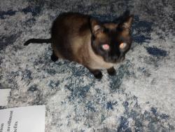 Lost Male Cat last seen 76th and W Wedgewood dr, Milwaukee, WI 53220