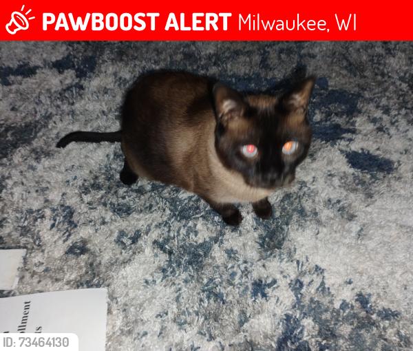 Lost Male Cat last seen 76th and W Wedgewood dr, Milwaukee, WI 53220