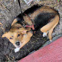 Lost Female Dog last seen Red house, St. Petersburg, FL 33714