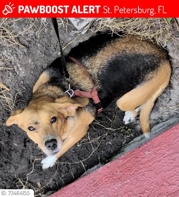 Lost Female Dog last seen Red hse, St. Petersburg, FL 33714
