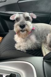 Lost Female Dog last seen Landon trail & Bassett Hall, Royse City, TX 75189