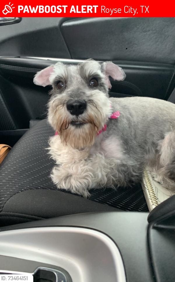 Lost Female Dog last seen Landon trail & Bassett Hall, Royse City, TX 75189