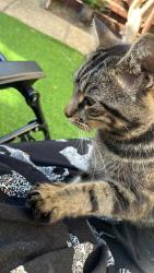 Lost Female Cat last seen Harlow crescent, Oxley Park, England 