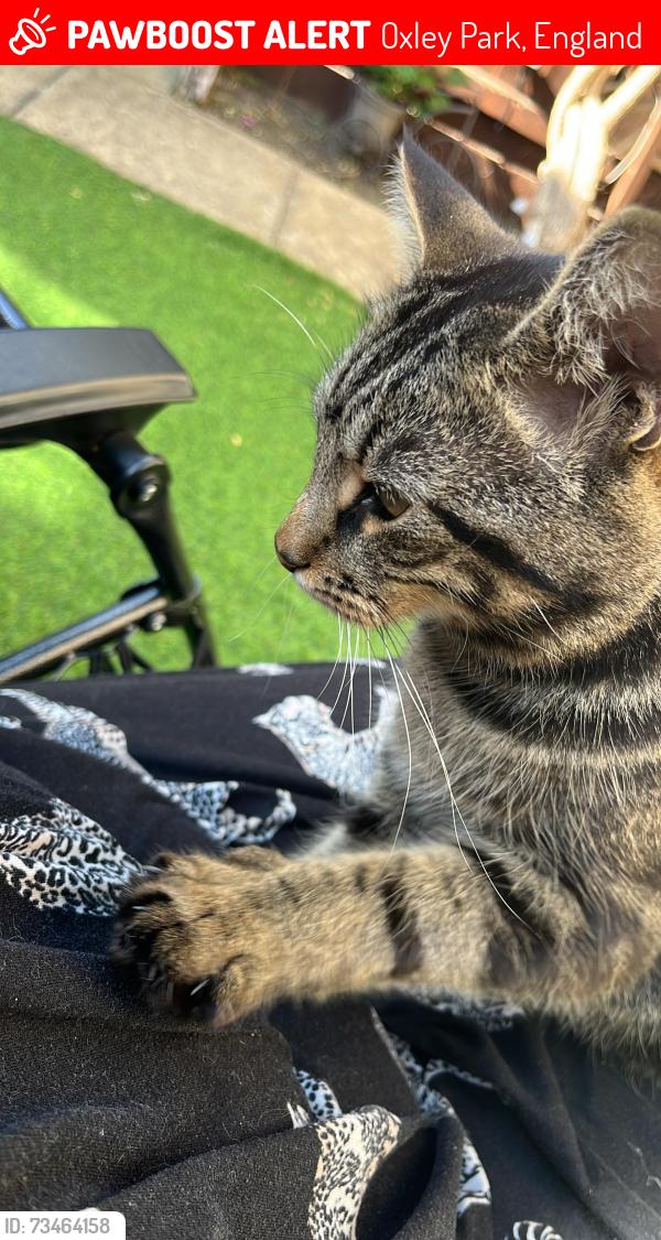 Lost Female Cat last seen Harlow crescent, Oxley Park, England 