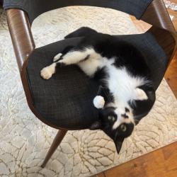 Reunited Female Cat last seen Main St, Groton, MA 01450, USA, Groton, MA 01450