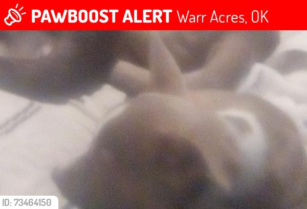 Lost Male Dog last seen NW 36th and MacArthur blv, Warr Acres, OK 73122