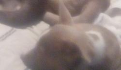 Lost Male Dog last seen NW 36th and MacArthur blv, Warr Acres, OK 73122