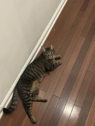 Reunited Female Cat last seen Near Rockwood Rd, Newtown Square, PA 19073, USA, Newtown Square, PA 19073