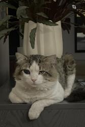 Lost Male Cat last seen Near N 1200 W Pleasant Grove, Pleasant Grove, UT 84062