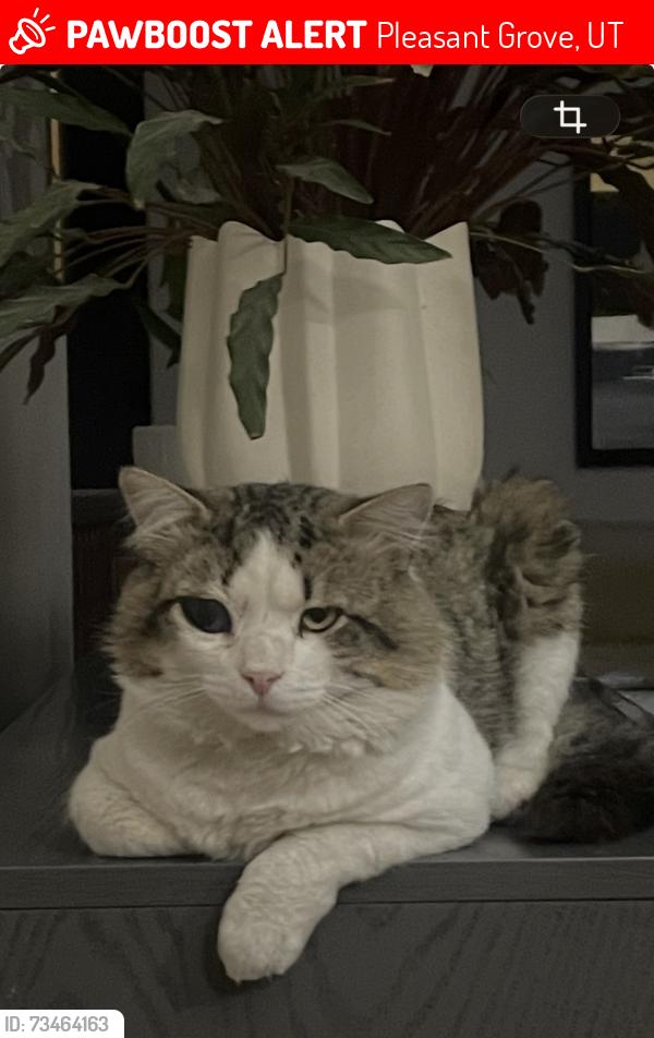 Lost Male Cat last seen Near N 1200 W Pleasant Grove, Pleasant Grove, UT 84062