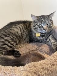 Lost Male Cat last seen North Road, Bedford MA, Bedford, MA 01730