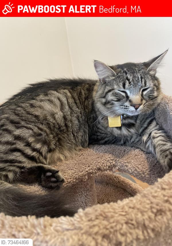 Lost Male Cat last seen North Road, Bedford MA, Bedford, MA 01730