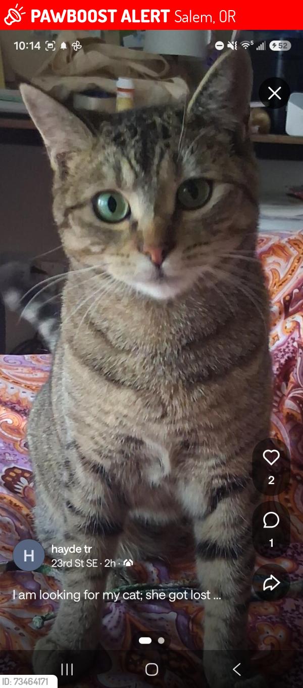 Lost Female Cat last seen 23rd st and 25th St salem oregon, Salem, OR 97302