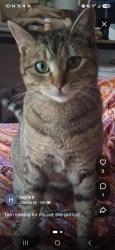 Lost Female Cat last seen 23rd st and 25th St salem oregon, Salem, OR 97302