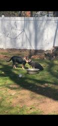 Found/Stray Male Dog last seen Union and west street, Vernon, CT 06066