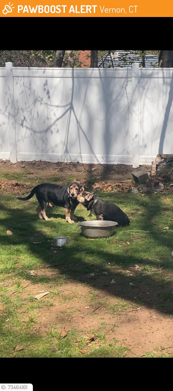 Found/Stray Male Dog last seen Union and west street, Vernon, CT 06066