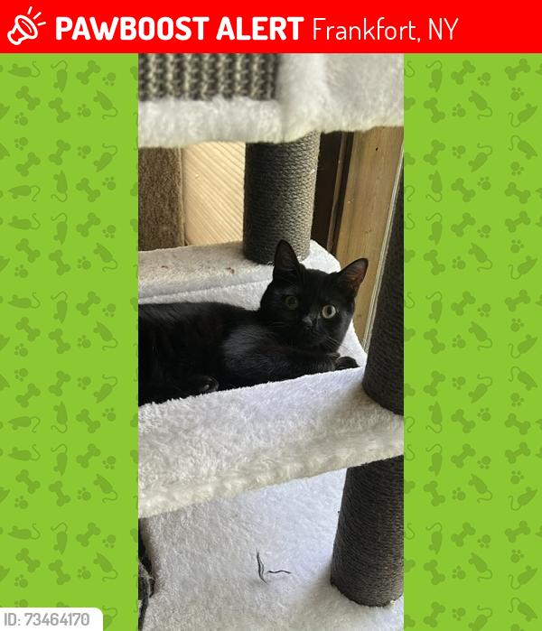 Lost Female Cat last seen up by the gorge on litchfield street, Frankfort, NY 13340