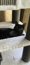 Lost Female Cat last seen up by the gorge on litchfield street, Frankfort, NY 13340