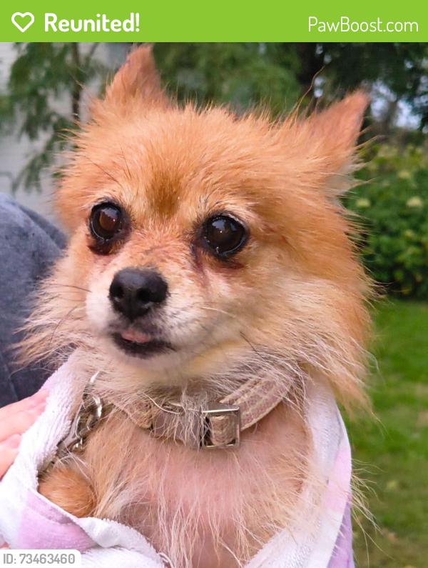 Reunited Female Dog last seen Centerville Road near Bix Produce, Little Canada, MN 55117
