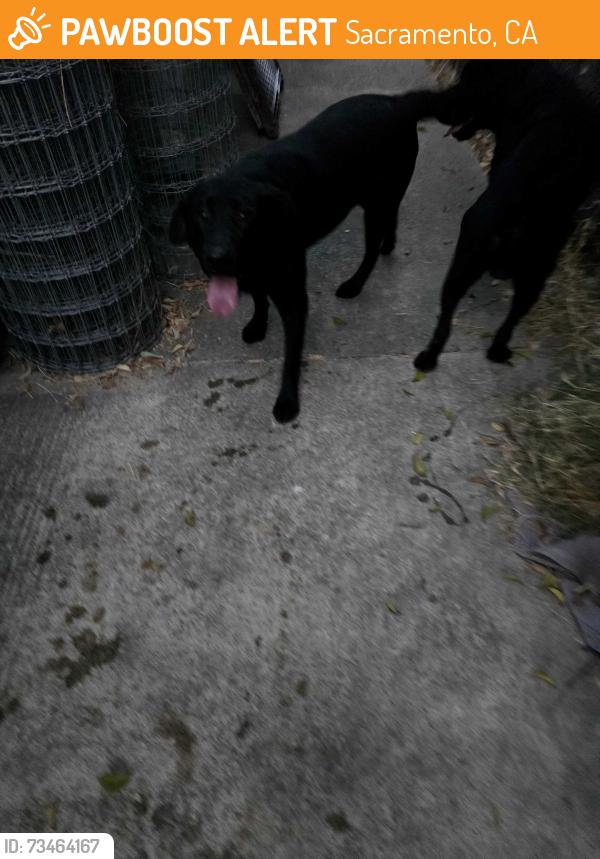 Found/Stray Male Dog last seen 47th St/47th Ave, Sacramento, CA 95823