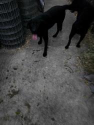 Found/Stray Male Dog last seen 47th St/47th Ave, Sacramento, CA 95823