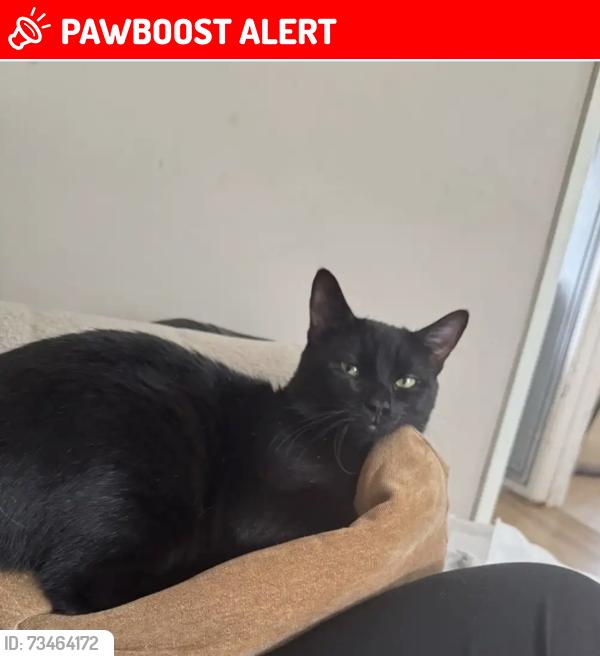 Lost Male Cat last seen The crescent, Kinfare drive, Tettenhall Wood, England 
