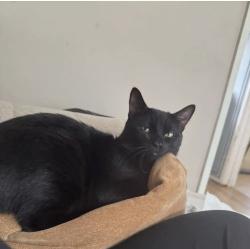Lost Male Cat last seen The crescent, Kinfare drive, Tettenhall Wood, England 
