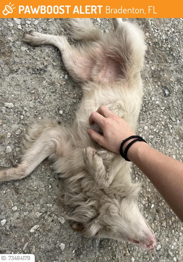 Found/Stray Male Dog last seen At the Gravely of Bradenton ParkingLot, Bradenton, FL 34203