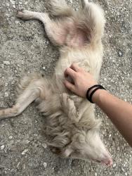 Found/Stray Male Dog last seen At the Gravely of Bradenton ParkingLot, Bradenton, FL 34203