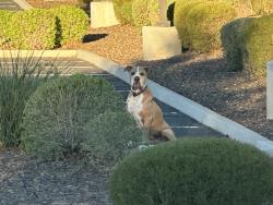 Found/Stray Male Dog last seen Ellis and pecos, Chandler, AZ 85224