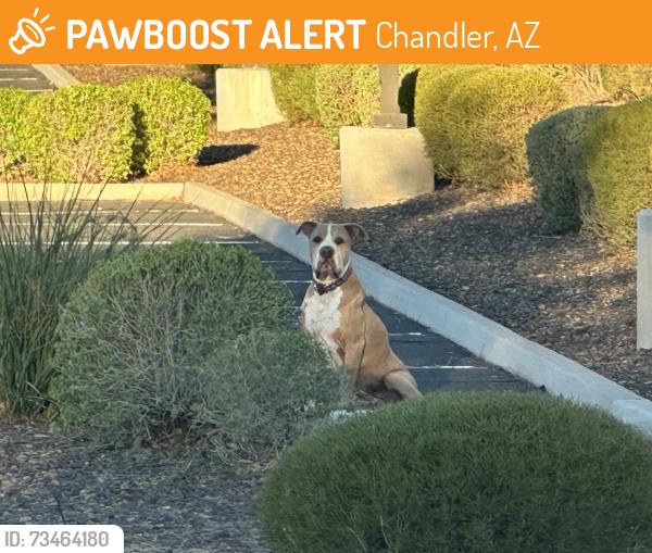 Found/Stray Male Dog last seen Ellis and pecos, Chandler, AZ 85224