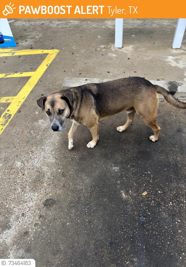 Found/Stray Male Dog last seen Chevron by The Donut Palace, Tyler, TX 75704