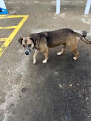 Found/Stray Male Dog last seen Chevron by The Donut Palace, Tyler, TX 75704