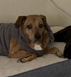 Lost Male Dog last seen Whitey Ford St and Sean Haggert, El Paso, TX 79934