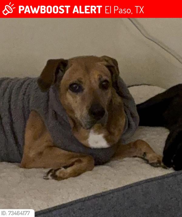 Lost Male Dog last seen Whitey Ford St and Sean Haggert, El Paso, TX 79934