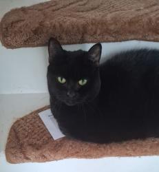 Lost Female Cat last seen Jubilee medical centre, Croxteth, England L11 4SH