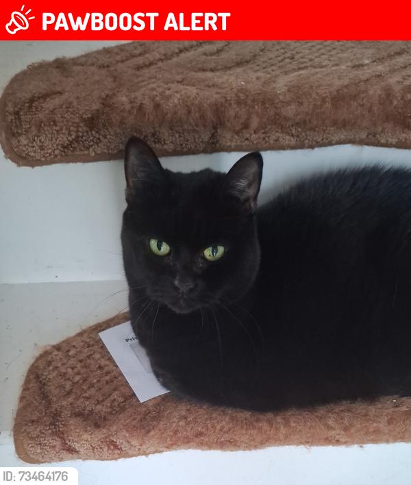 Lost Female Cat last seen Jubilee medical centre, Croxteth, England L11 4SH