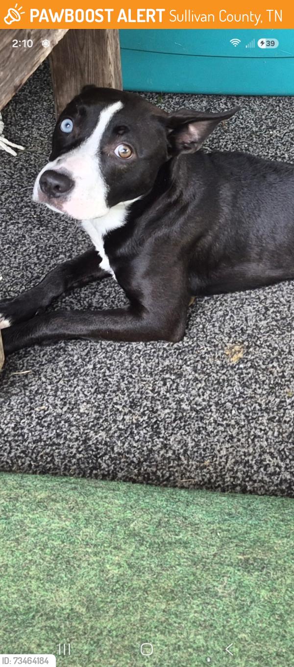 Found/Stray Unknown Dog last seen Boozy Creek/ Bloomingdale Rd, Sullivan County, TN 37617