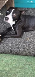Found/Stray Unknown Dog last seen Boozy Creek/ Bloomingdale Rd, Sullivan County, TN 37617